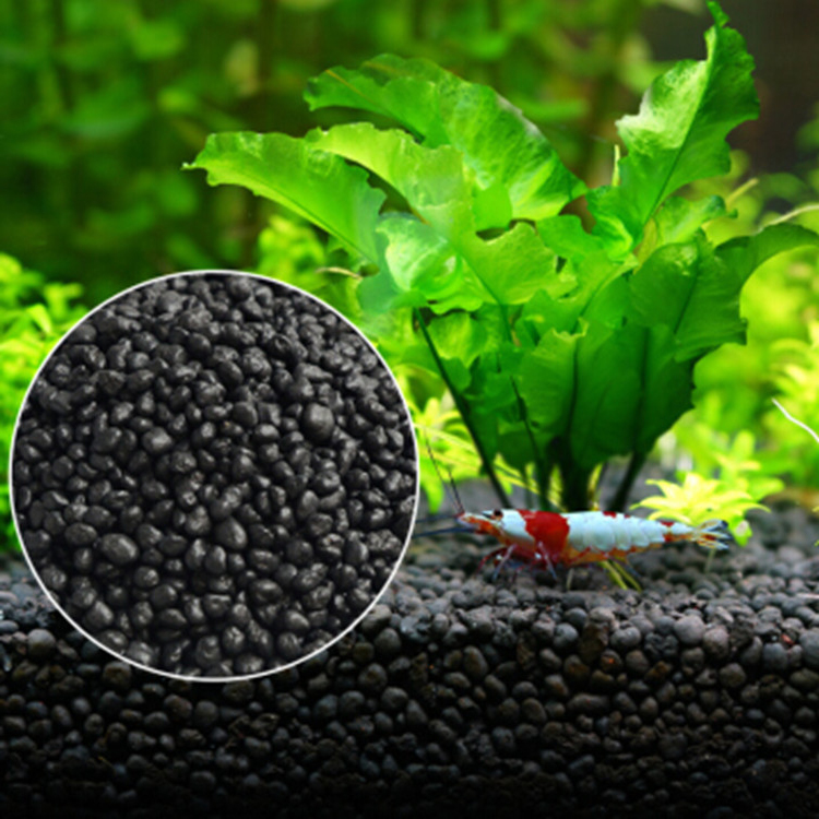 Planted Aquarium With Sand - Bể Cá Cảnh Vật Có Hạt