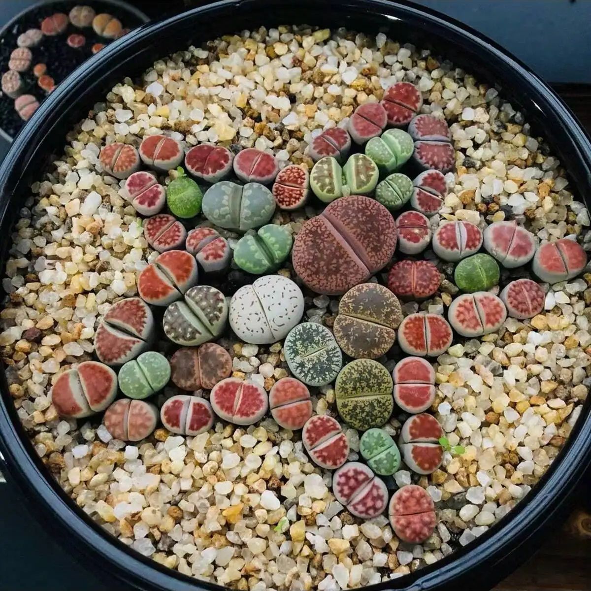 1pc-250g Natural Crystals Grav - đánh giá và giá Planted Aquarium With Sand