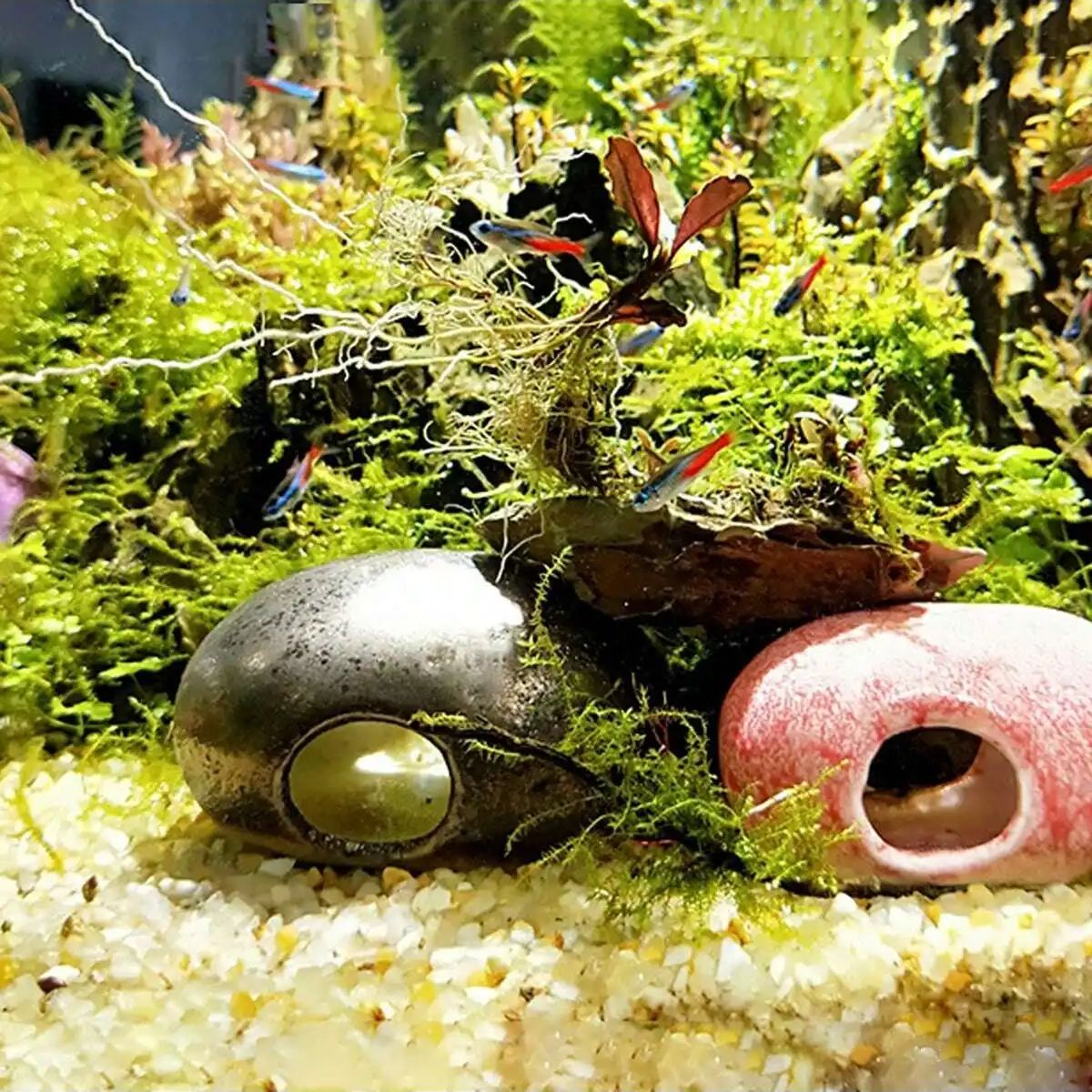 1pc-250g Natural Crystals Grav - đánh giá và giá Planted Aquarium With Sand
