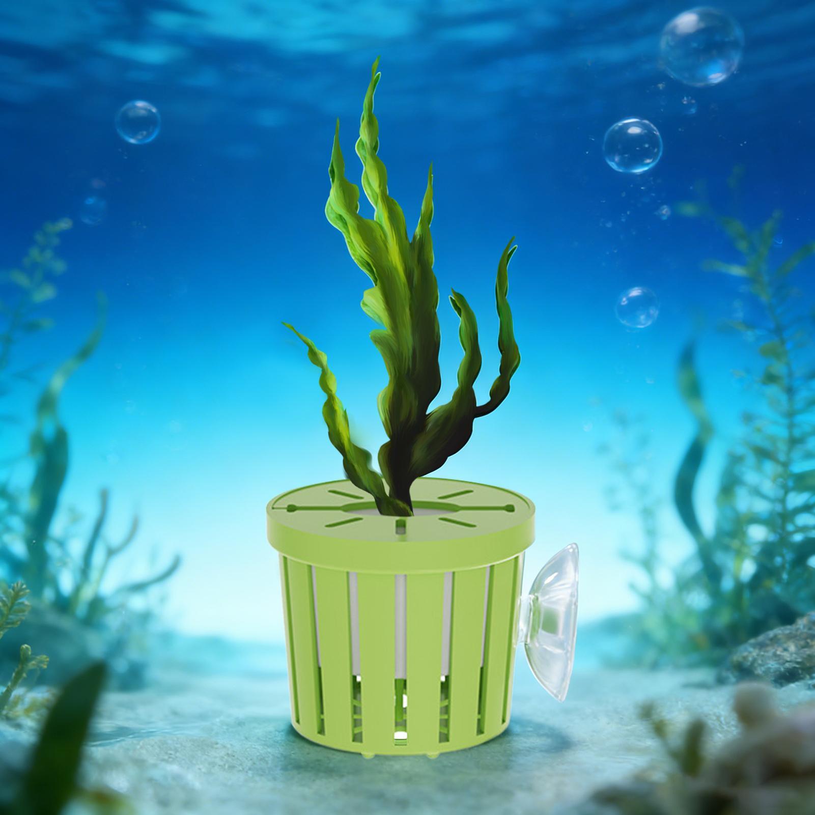 4 Pieces Hydroponic Plant Bask - đánh giá và giá Aquarium Planted Background