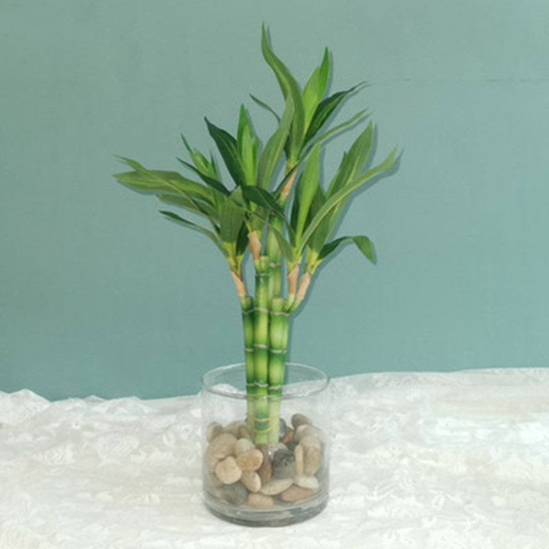 Mới 40Cm RFtificial May Mắn Tr - đánh giá và giá Aquarium Plants Book