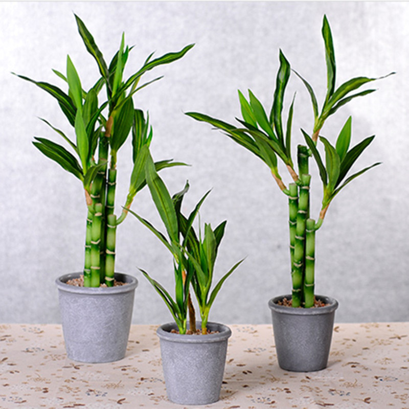 Mới 40Cm RFtificial May Mắn Tr - đánh giá và giá Aquarium Plants Book