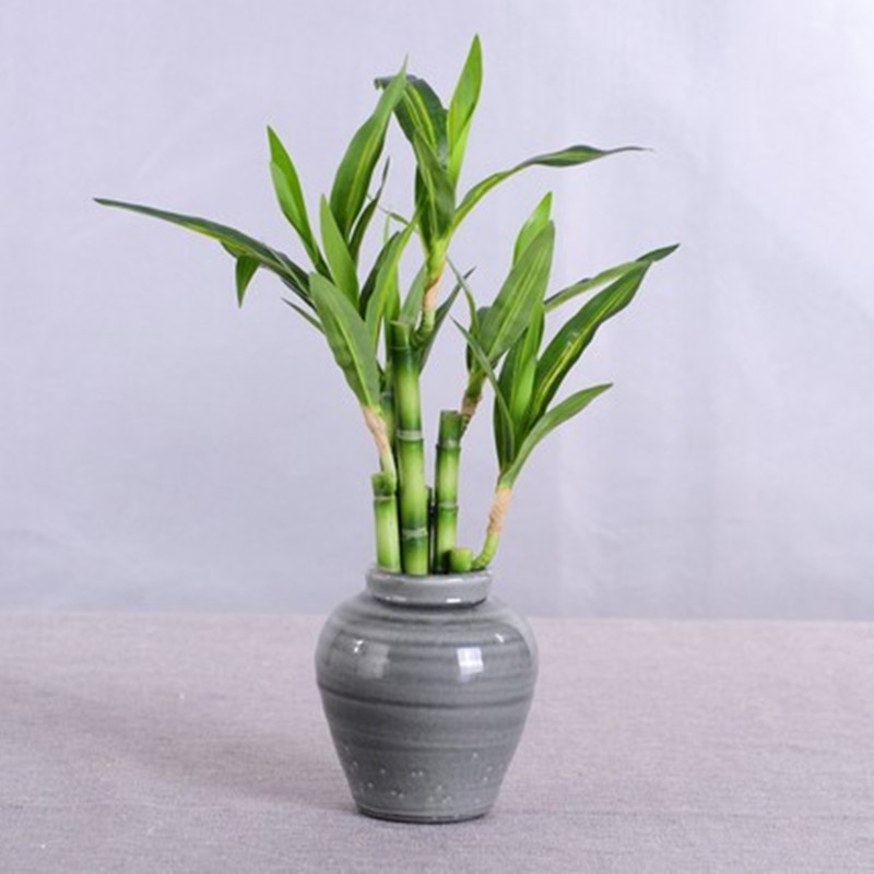 Mới 40Cm RFtificial May Mắn Tr - đánh giá và giá Aquarium Plants Book