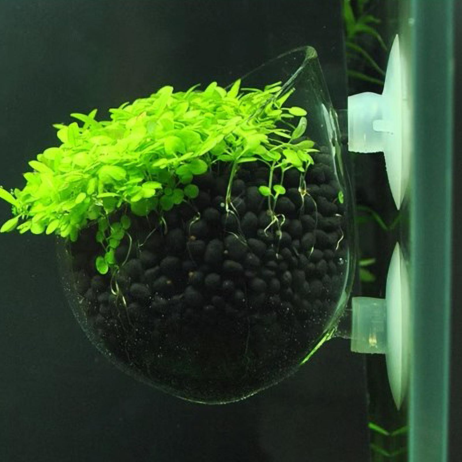 Aquarium Plant Holder Glass Aq - đánh giá và giá Aquarium Plant Vine