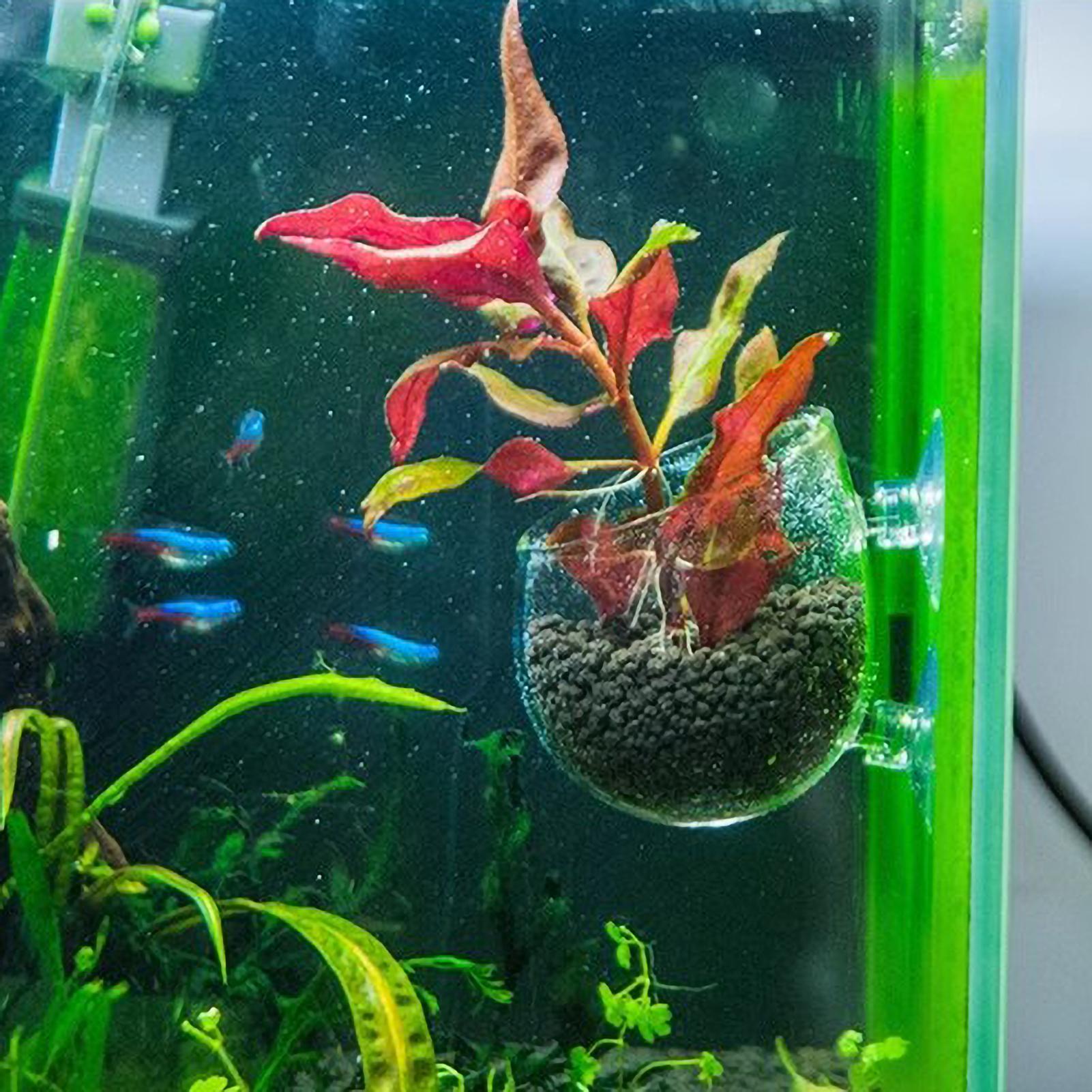 Aquarium Plant Holder Glass Aq - đánh giá và giá Aquarium Plant Vine
