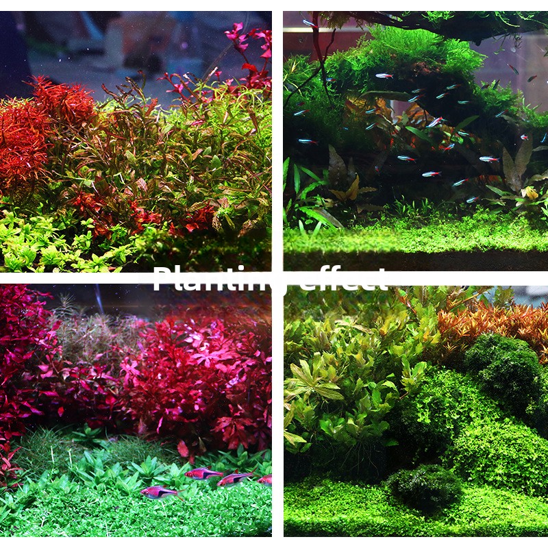 SYSENCIAGA Planted Aquarium Su - đánh giá và giá Planted Aquarium With Sand
