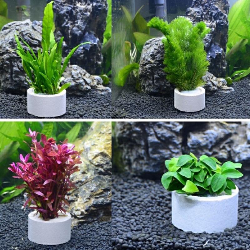 37ME 10 Chiếc Bể Cá Vật Có Cố  - đánh giá và giá Aquarium Planted Background