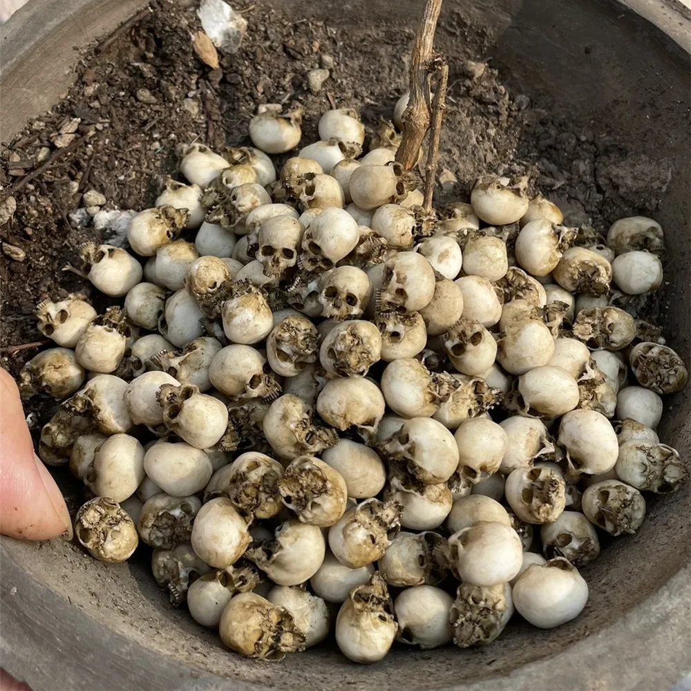 Mini Skull High Quality Miniat - đánh giá và giá Aquarium Plants Book