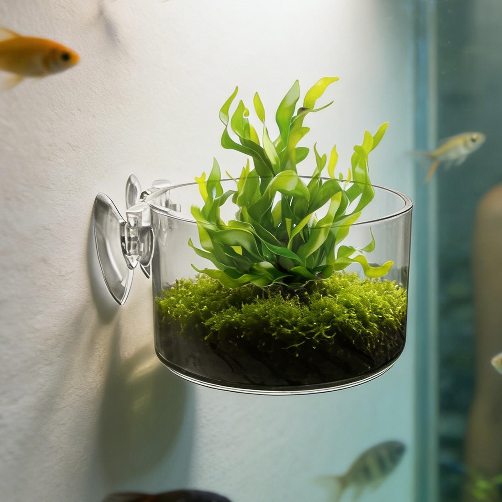Aquarium Plant Holder Acrylic  - đánh giá và giá Aquarium Planted Background